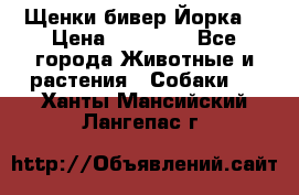 Щенки бивер Йорка  › Цена ­ 30 000 - Все города Животные и растения » Собаки   . Ханты-Мансийский,Лангепас г.